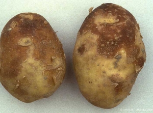 Éraflures et brunissements évoluant en zones de couleur brun rouille sur tubercules de pomme de terre