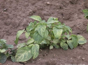 Manque de sélectivité d'un herbicide pomme de terre seul, ici la métribuzine, provoquant un jaunissement de l'extrémité des premières feuilles de pomme de terre juste après la levée, puis un marquage des feuilles de la base (nervures jaunâtres) plus tard en végétation