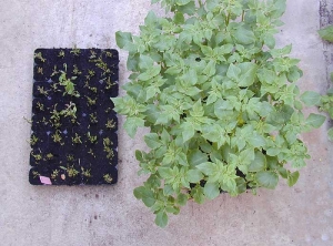 Herbicides10