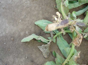 Tige de pomme de terre cassée par le vent. Noter les dessèchements et brûlures foliaires.