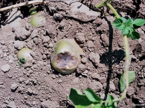 Taches brunes en surface du tubercule causées par des brûlures du soleil