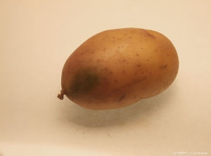 Rosissement et verdissement d'un tubercule de pomme de terre en réaction au soleil