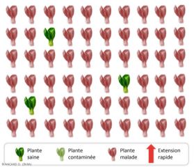 Quasiment toutes les plantes de la cultures présentent des symptômes