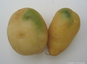 Verdissement de culture sur tubercules de pomme de terre dû à un buttage insuffisant ou à la présence de fente de retrait