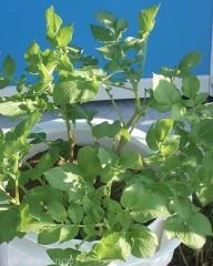 Éclaircissement et chlorose du feuillage d'une plante de pomme de terre présentant une faible croissance, dus à une carence en azote 