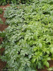 Feuillage vert pâle et chlorotique sur les plantes de pomme de terre de droite, présentant des symptômes de carence en azote
