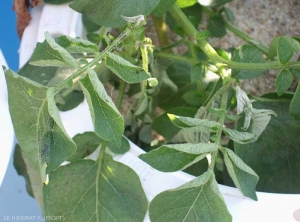 Plante de pomme de terre présentant un enroulement des folioles associée à une carence en bore,