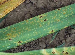 De nombreux sores de rouille parsèment cette feuille de poireau. (<i>Puccinia porri</i>)