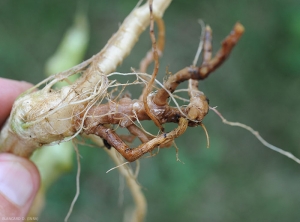 Pourriture racinaire sur melon matérialisant le symptôme primaire de <i>Phomopsis sclerotioides</i> sur cette cucurbitacée. 