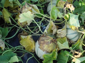 Des jaunissements et des flétrissements foliaires se manifestent secondairement sur melon aux destructions racinaires ; méfiance, ils sont fréquemment observés en premier car plus facilement visibles. (<i>Phomopsis sclerotioides</i>)