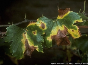 Sur le limbe encore vert, les lésions  sont sectorielles et plutôt périphériques, de couleur brunâtre ; un halo plus ou moins large, jaune à rougeâtre les ceinture. (<i><b>Xylella fastidiosa</b></i> - Maladie de Pierce) - Source : EPPO, J. Clark, University of California, Berkeley (US)