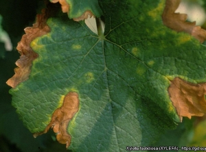 Détail de lésions foliaires sur feuille de vigne.  (<i><b>Xylella fastidiosa</i></b> - Maladie de Pierce) - Source : EPPO, M. Scortichini, Istituto Sperimentale per la Frutticoltura, Rome (IT) 