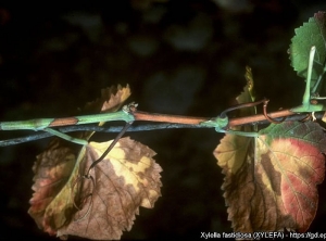 Les feuilles sont maintenant entièrement desséchées. Les rameaux sont restés partiellement herbacés. (<i><b>Xylella fastidiosa</i></b> - Maladie de Pierce) - Source : EPPO, J. Clark, University of California, Berkeley (US)