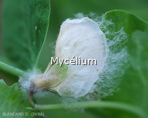 Mycelium