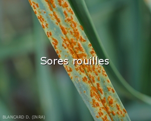 Sores-rouilles