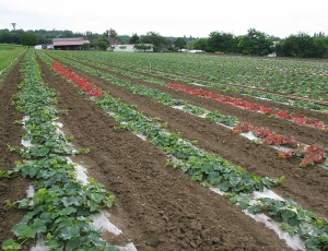 Les plantes malades sont réparties en une ou plusieurs lignes dans la culture.