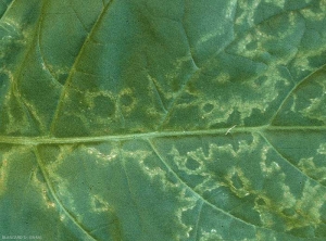 Line-patterns