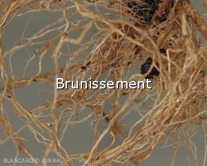 Diagnostic-Brunissement