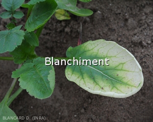 Diagnostic-Blanchiment