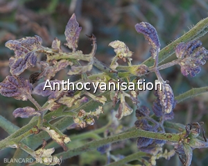 Diagnostic-Anthocyanisation