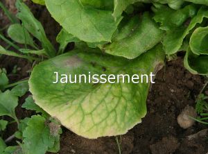 Diagnostic-Jaunissement