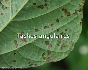 Diagnostic-Taches-angulaires