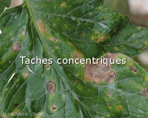 Diagnostic-Taches-concentriques