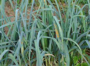 Puccinia-porri-Poireau3