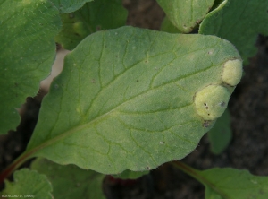 Deux grosses cloques circulaires se sont formées à l'extrémité de cette feuille de navet. <i>Albugo candida</i> (rouille blanche)