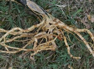 Aspect d'un système racinaire de courgette affecté par <i>Monosporascus cannonballus</i>.