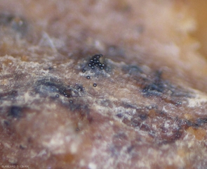 Plusieurs ascospores matures regroupées, sphériques, noires et brillantes, peuvent être observées à la surface de cette racine pourrie. <i><b>Monosporascus </i> sp.</b>