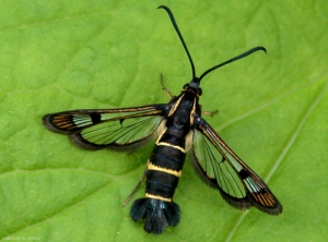 Chez <i>Synanthedon tipuliformis</i> l'abdomen est noir violacé avec 3 bandes jaunes transversales et l'extrémité des ailes antérieures est orangée. <b>Sésie du groseillier</b> (currant clearwing moth)