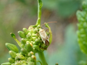 Adelphocoris-lineolatus