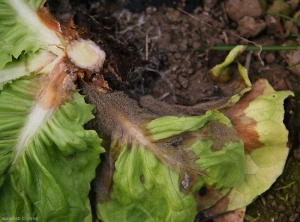 Botrytis-Salade-Collet