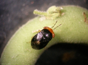 Geocoris-erythrocephalus