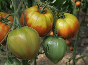 Collet-jaune-Tomate