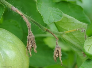 Botrytis-Fleurs-Tomate