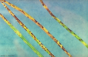 puccinia-coronata