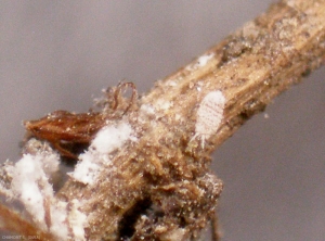 Larve mobile de <i>Rhizoecus falcifer</i>. <b>Pou des racines</b> (Ground Mealybug) 