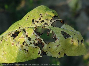 A terme, les tissus altérés se décomposent et tombent, la feuille étant alors plus ou moins largement déchirée.  <b><i>Pseudomonas syringae</i> pv. <i>tabaci</i></b>  ("wildfire", "angular leaf spot")