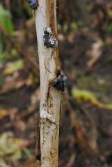 Sclerotinia-7-2