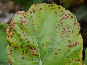 Taches plutôt circulaires de cercosporiose sur feuille de blette.  Notez le halo couleur pourpre entourant chaque tache et contribuant à l'aspect plutôt concentrique de ces lésions. <b><i>Cercospora beticola</i></b>