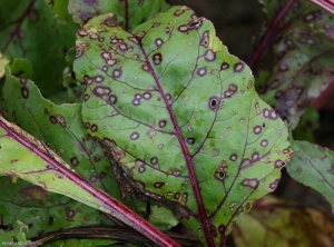 Taches de cercosporiose sur feuille de betterave.  Notez le halo couleur pourpre entourant chaque tache et contribuant à l'aspect plutôt concentrique de ces lésions. <b><i>Cercospora beticola</i></b>