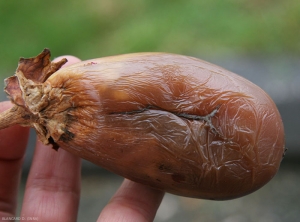 Botrytis-Aubergine