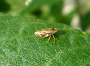 <i>Philaenus spumarius</i> adulte, les couleurs sont très variables. <b>Cercope des prés</b> (common froghopper)