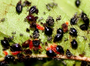 Larves d'<i>Aphidoletes aphidimyza</i> sur puceron noir du cerisier - © Ctifl
