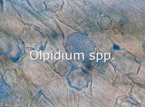 Diagno-Olpidium