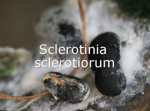 Diagno-Sclero-sclerotiorum2