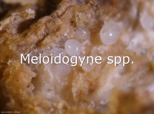 Diagno-Meloidogyne