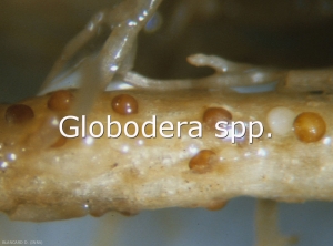 Diagno-Globodera